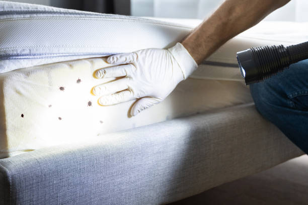 Best Emergency Pest Control  in Brandermill, VA